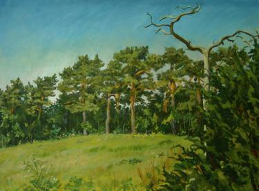 Pines near Ålleberg thumb