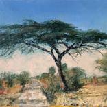 Hwange Acacia 1.6.25 by Russell Honeyman