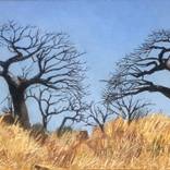 Lowveld Baobab - 07.08.25 by Russell Honeyman