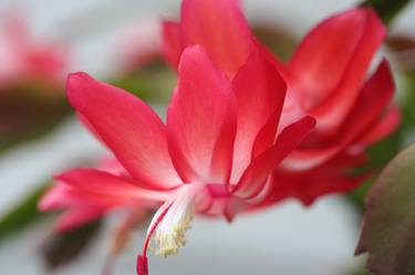 Christmas Cactus thumb