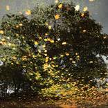 Collection NPQ's Fall 2012 Edition