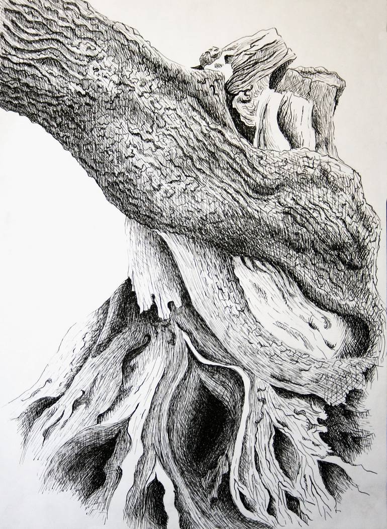 Croatia - island of Pag, over 400 years old olive tree 3- pen and ink ...