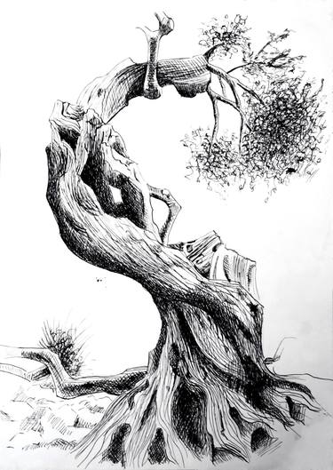 Croatia .... island of Pag, over 400 years old olive tree 4 - pen and ink - Dora Bratelj thumb