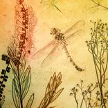 Dragonfly into the sun by Jet James