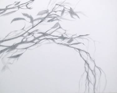 Original Nature Drawings by Kirsty O'Leary-Leeson