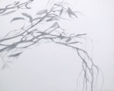 Original Realism Nature Drawings by Kirsty O'Leary-Leeson