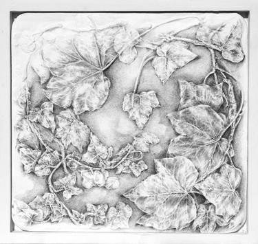 Original Realism Nature Drawings by Kirsty O'Leary-Leeson