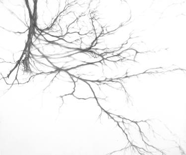 Original Photorealism Nature Drawings by Kirsty O'Leary-Leeson