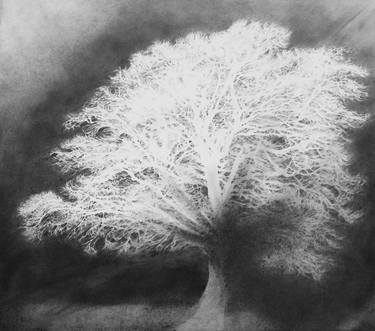 Print of Fine Art Tree Drawings by Kirsty O'Leary-Leeson