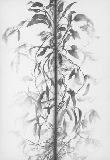 Original Nature Drawings by Kirsty O'Leary-Leeson