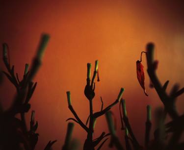 Original Fine Art Botanic Photography by Katya Evdokimova