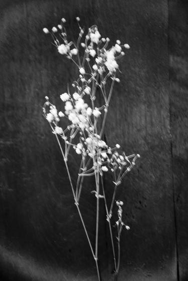 Original Floral Photography by Katya Evdokimova