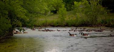 Geese and gooslings on a creek thumb