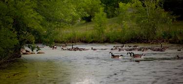 Original Photorealism Nature Photography by Gerald Holowaty