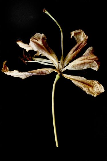 Print of Documentary Botanic Photography by Ian Hoskin