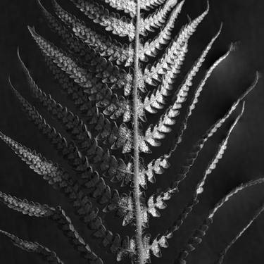 Original Figurative Botanic Photography by Ian Hoskin
