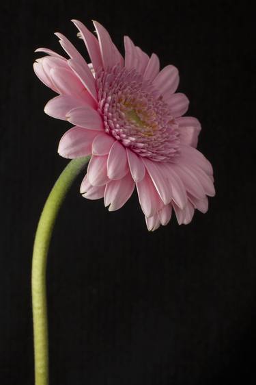 Print of Botanic Photography by Ian Hoskin