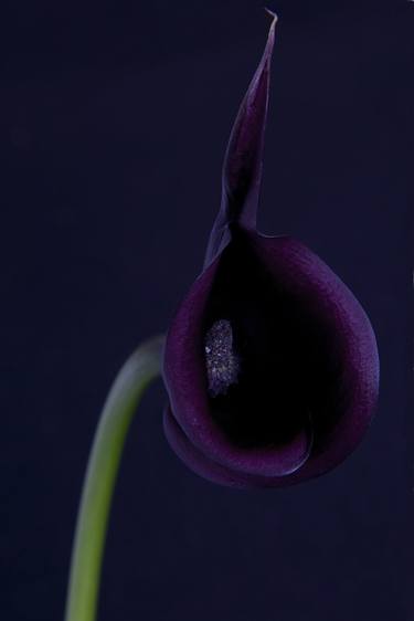 Purpura Lillium - Limited Edition of 10 thumb