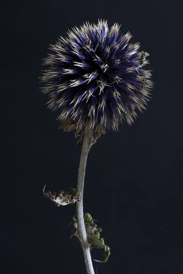 Echinops 1 - Limited Edition of 10 thumb