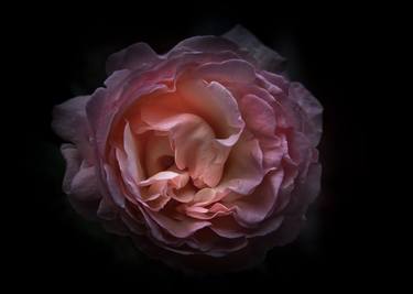 Print of Documentary Floral Photography by Brian Carson