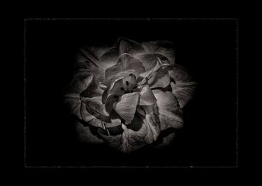 Backyard Flowers In Black And White No 81 with Border thumb