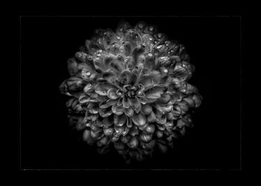 Backyard Flowers In Black And White No 46 with Border thumb
