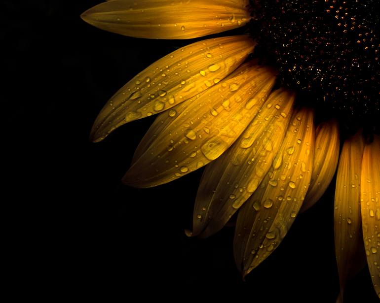 Photography Sunflower