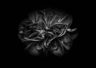 Print of Fine Art Floral Photography by Brian Carson