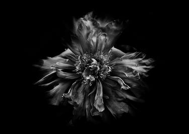 Print of Photorealism Floral Photography by Brian Carson