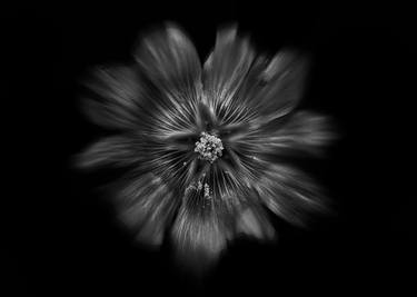 Print of Conceptual Floral Photography by Brian Carson