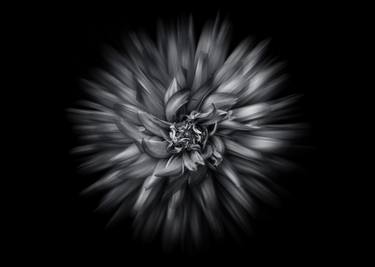 Backyard Flowers In Black And White 20 Flow Version thumb
