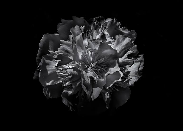 Backyard Flowers In Black And White 25 Photography by Brian Carson ...