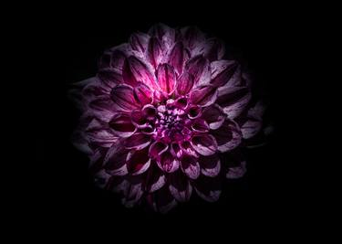 Print of Fine Art Floral Photography by Brian Carson