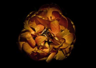 Print of Fine Art Floral Photography by Brian Carson