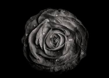 Print of Floral Photography by Brian Carson