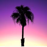 Las P-Almas: Palma III by Frankie Mark