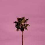 Las P-Almas: Palma XI by Frankie Mark