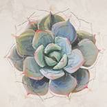 Hens and Chicks (Day by day) by Elena Lipkowski