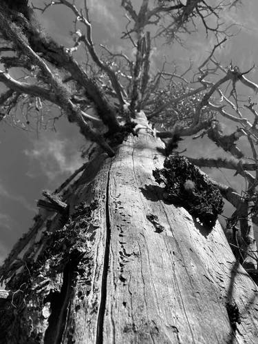 Original Tree Photography by Tanya Huntington