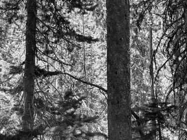 Original Documentary Tree Photography by Tanya Huntington