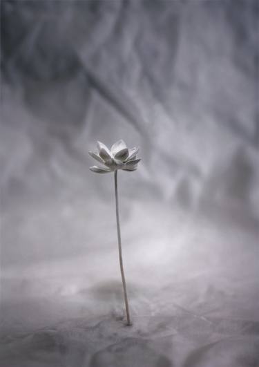 Print of Still Life Photography by Yuichi Ikehata