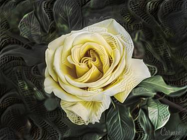 Original Floral Photography by Carmen Velcic