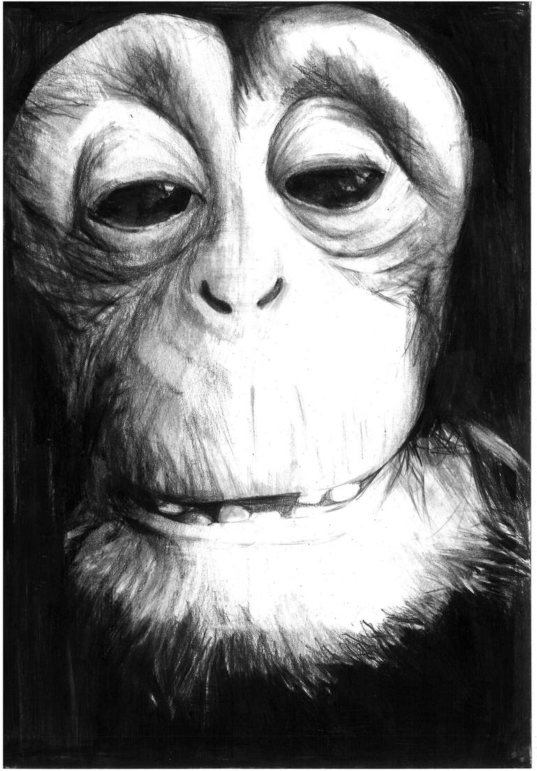 realistic monkey face drawing