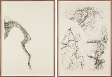 Original Realism Botanic Drawings by Mehmet Dere