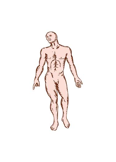 Gross Anatomy Male Standing Woodcut thumb