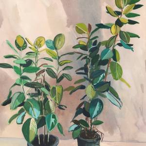 Two Ficus Plants in a Mediterranean Interior
