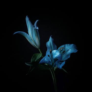 Original Botanic Photography by Vesna Gasparic