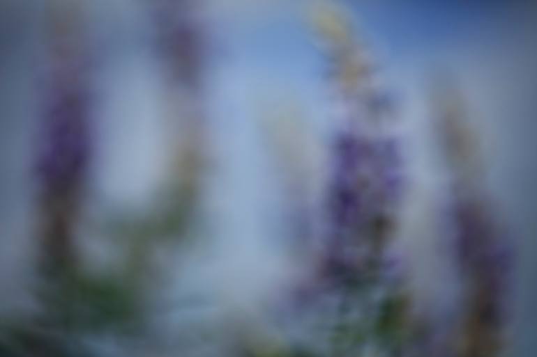Original Floral Photography by Kevin Cloughley | Figurative Art on Paper | Under the Sea