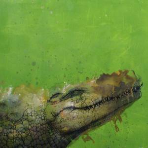 Crocodile