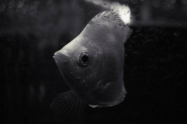 Print of Fine Art Fish Photography by Elena Korn